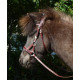 Bitless bridles Bitless bridles